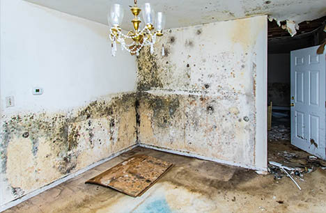 house-with-mold-damage
