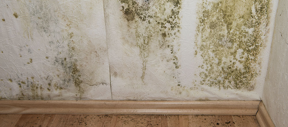 signs-of-black-mold-in-house